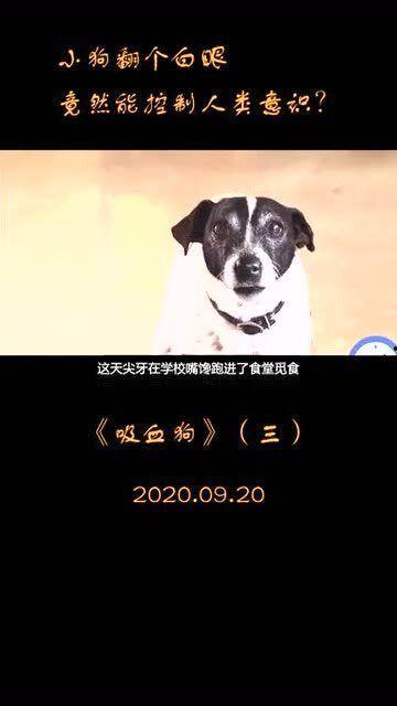 狗狗吸血鬼在线观看,神秘宠物奇遇记  第1张